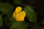 Creeping buttercup